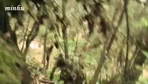 树林系列 老头2号~1(9)[老女人]