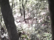 小树林系列继续