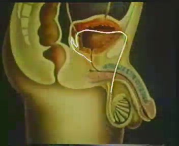 陆小凤精品原创帖子系列之@卫生部性教育内部测试版(真人版) 科普片3